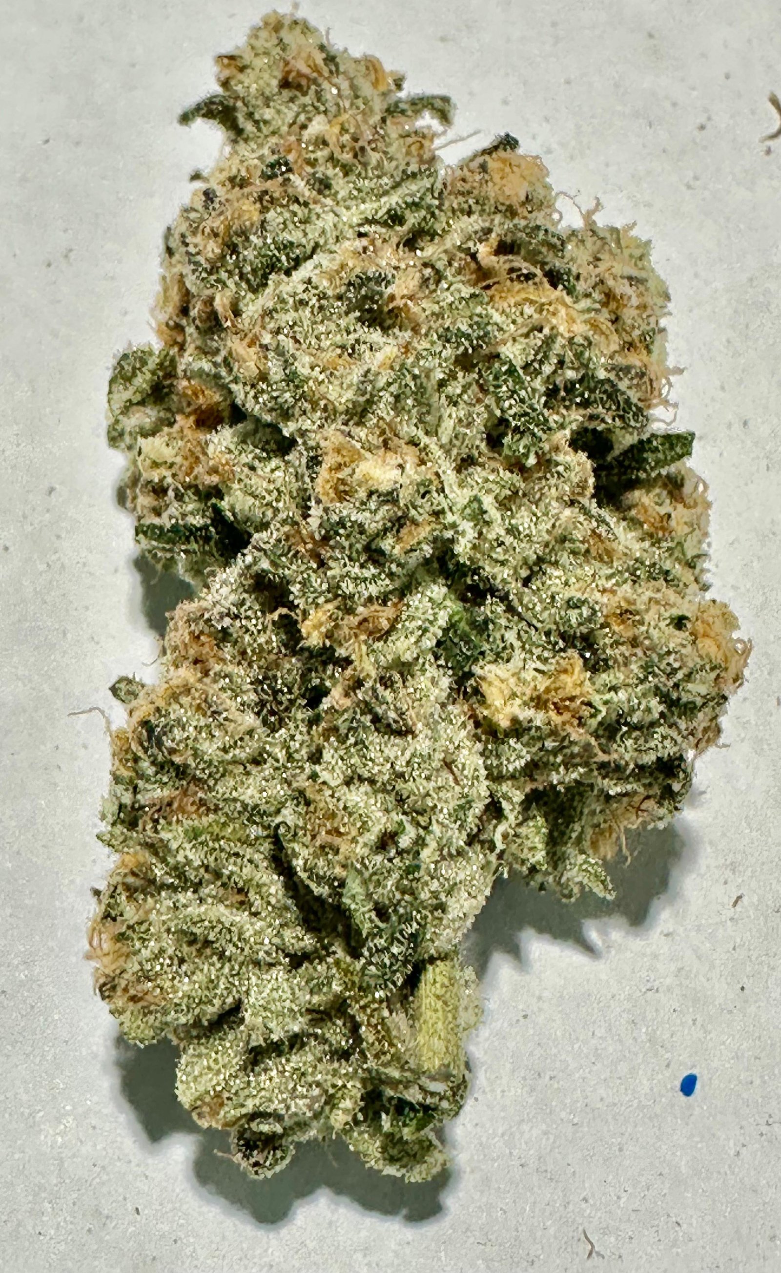 Bud Image 3